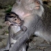 monkey_macaque_balinese_mf_ubud_v_0254_bal0255.jpg